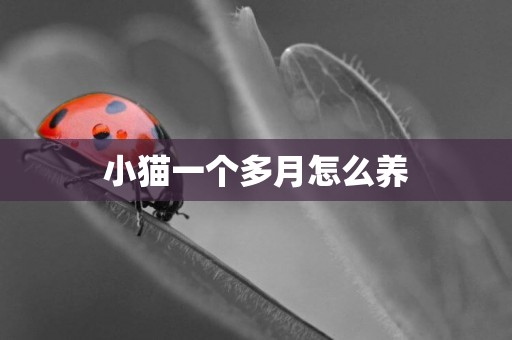 小貓一個多月怎么養