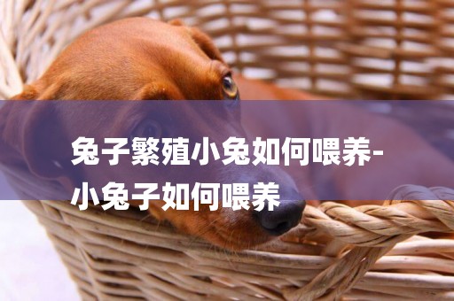 兔子繁殖小兔如何喂養-
小兔子如何喂養