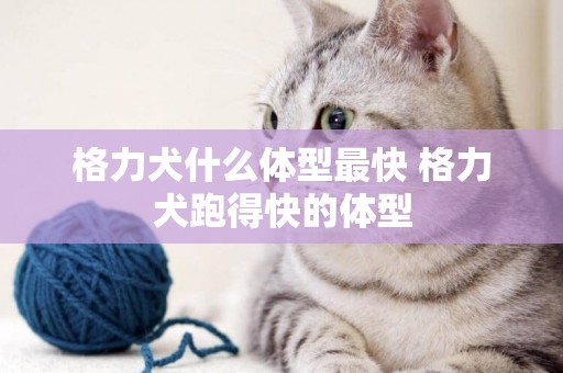 格力犬什么體型最快 格力犬跑得快的體型