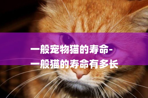 一般寵物貓的壽命-
一般貓的壽命有多長