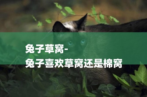 兔子草窩-
兔子喜歡草窩還是棉窩