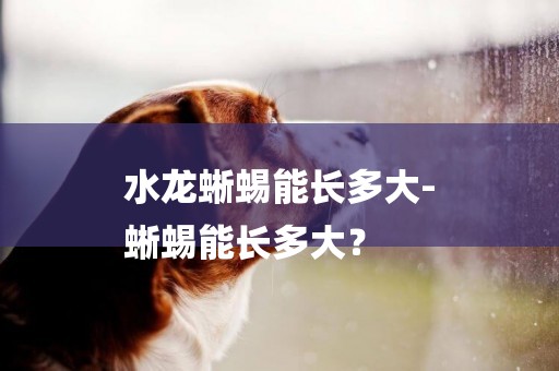 水龍蜥蜴能長多大-
蜥蜴能長多大？