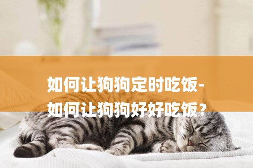 如何讓狗狗定時吃飯-
如何讓狗狗好好吃飯？