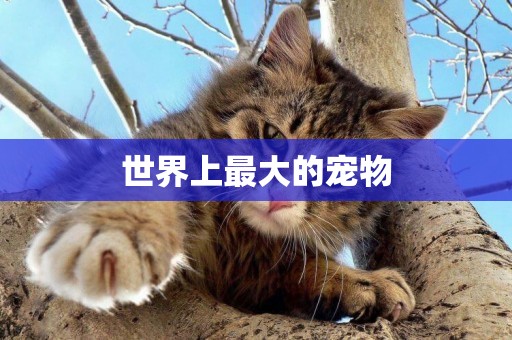 世界上最大的寵物
