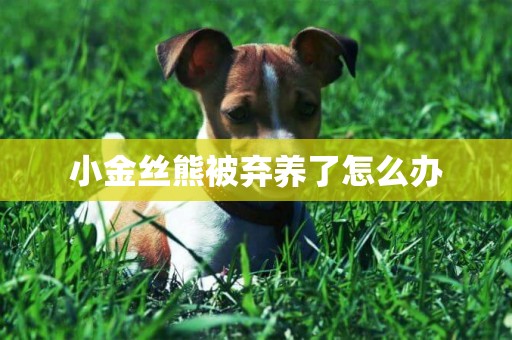 小金絲熊被棄養了怎么辦