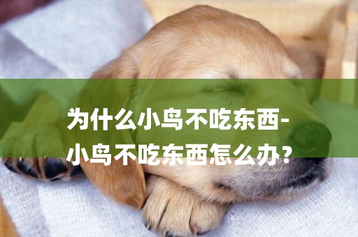 為什么小鳥不吃東西-
小鳥不吃東西怎么辦？