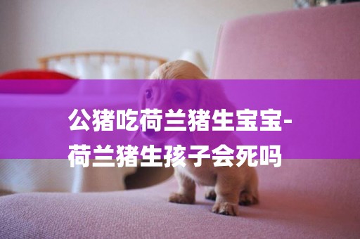 公豬吃荷蘭豬生寶寶-
荷蘭豬生孩子會死嗎