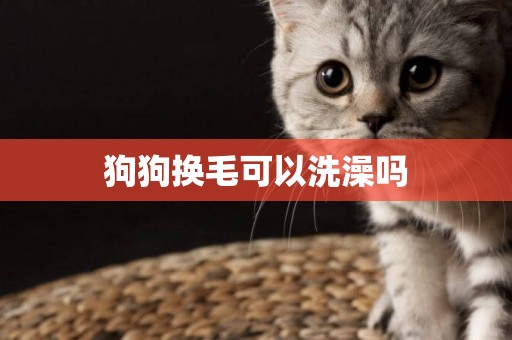 狗狗換毛可以洗澡嗎