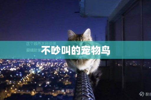 不吵叫的寵物鳥
