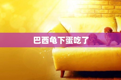 巴西龜下蛋吃了