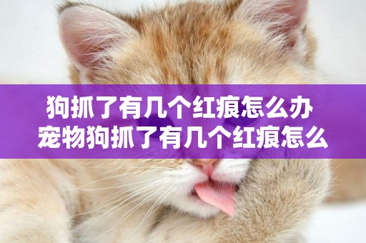 狗抓了有幾個紅痕怎么辦 寵物狗抓了有幾個紅痕怎么辦