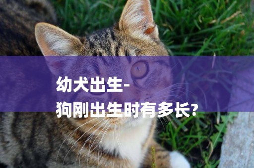 幼犬出生-
狗剛出生時有多長?