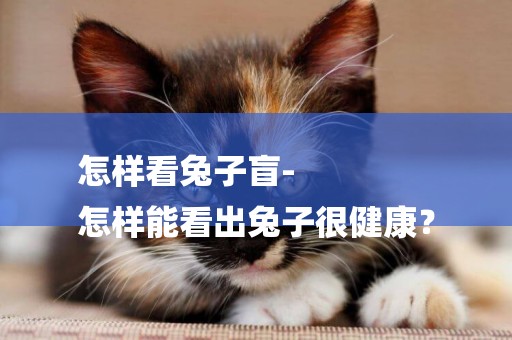 怎樣看兔子盲-
怎樣能看出兔子很健康？
