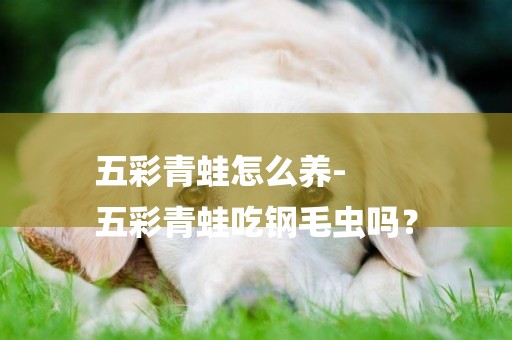 五彩青蛙怎么養-
五彩青蛙吃鋼毛蟲嗎？