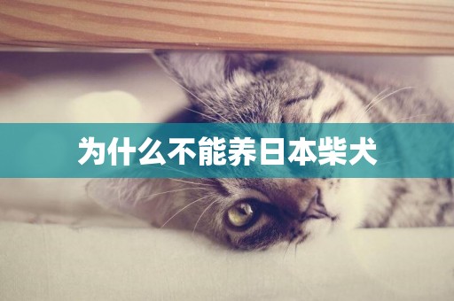 為什么不能養日本柴犬