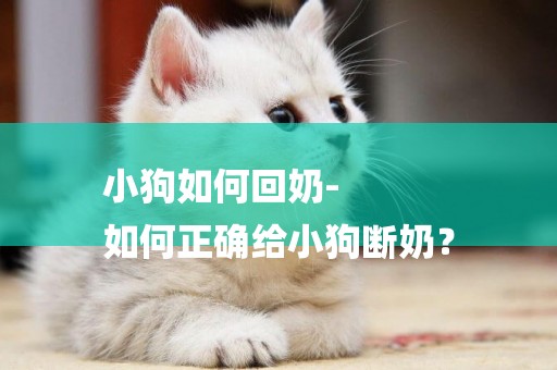小狗如何回奶-
如何正確給小狗斷奶？