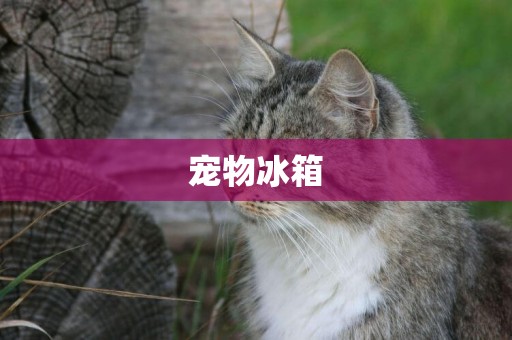 寵物冰箱