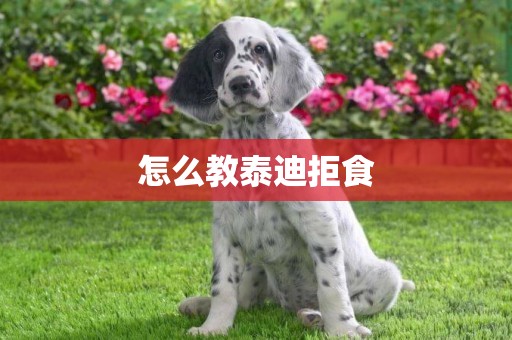 怎么教泰迪拒食