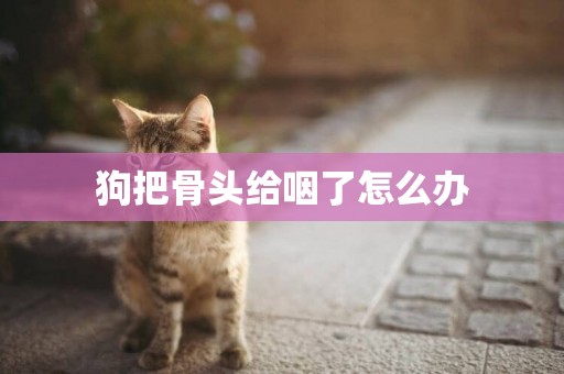 狗把骨頭給咽了怎么辦