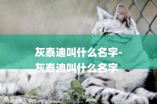 灰泰迪叫什么名字-
灰泰迪叫什么名字