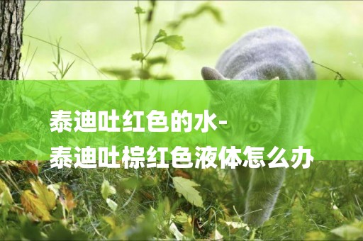 泰迪吐紅色的水-
泰迪吐棕紅色液體怎么辦
