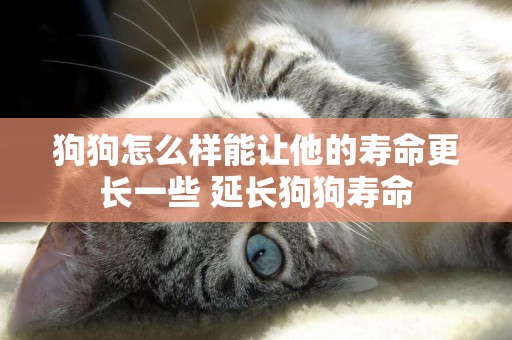狗狗怎么樣能讓他的壽命更長一些 延長狗狗壽命