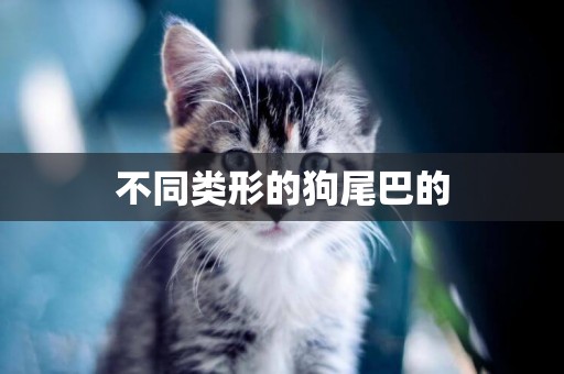 不同類形的狗尾巴的