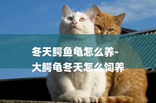 冬天鱷魚龜怎么養-
大鱷龜冬天怎么飼養