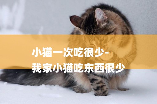 小貓一次吃很少-
我家小貓吃東西很少