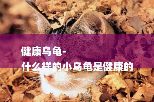 健康烏龜-
什么樣的小烏龜是健康的
