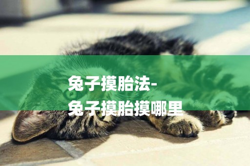 兔子摸胎法-
兔子摸胎摸哪里