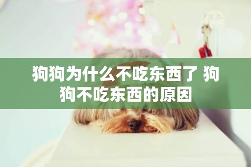 狗狗為什么不吃東西了 狗狗不吃東西的原因