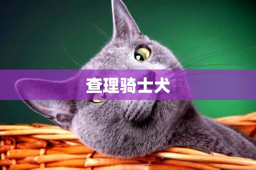 查理騎士犬