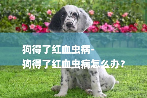 狗得了紅血蟲病-
狗得了紅血蟲病怎么辦？