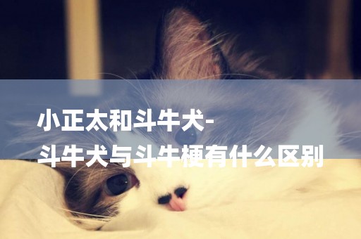 小正太和斗牛犬-
斗牛犬與斗牛梗有什么區別