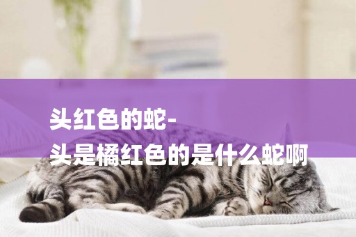 頭紅色的蛇-
頭是橘紅色的是什么蛇啊