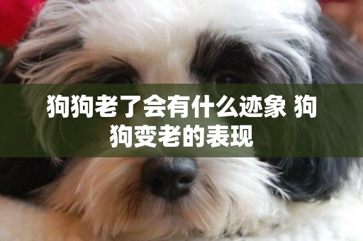 狗狗老了會有什么跡象 狗狗變老的表現