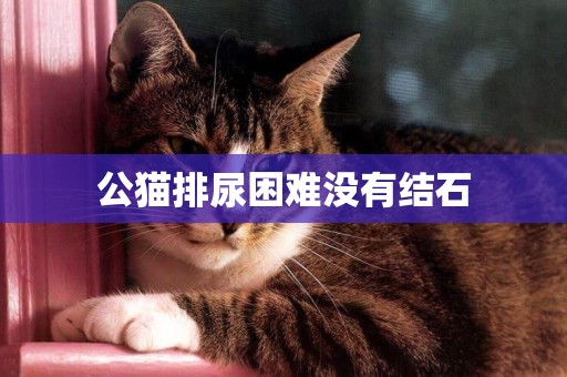 公貓排尿困難沒有結石