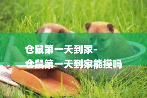倉鼠第一天到家-
倉鼠第一天到家能摸嗎