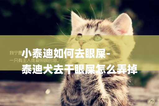 小泰迪如何去眼屎-
泰迪犬去干眼屎怎么弄掉