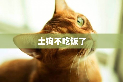 土狗不吃飯了