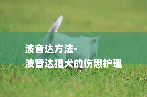 波音達方法-
波音達獵犬的傷患護理