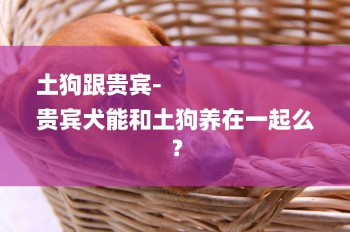 土狗跟貴賓-
貴賓犬能和土狗養在一起么？