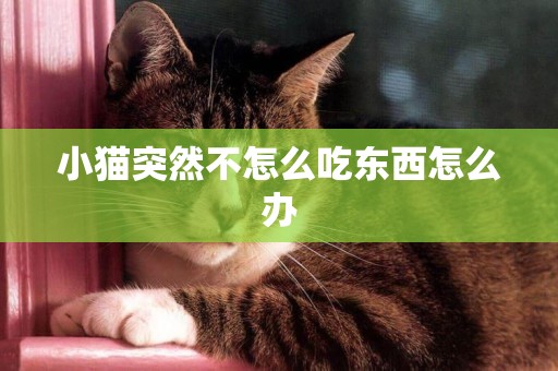 小貓突然不怎么吃東西怎么辦
