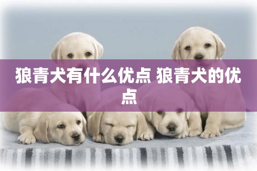 狼青犬有什么優點 狼青犬的優點