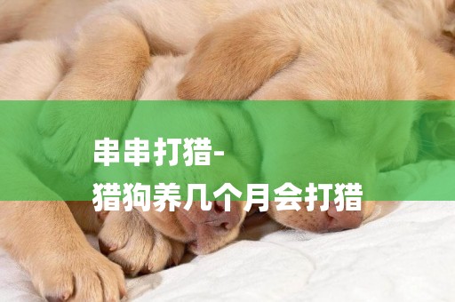 串串打獵-
獵狗養幾個月會打獵