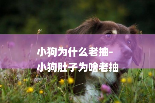小狗為什么老抽-
小狗肚子為啥老抽
