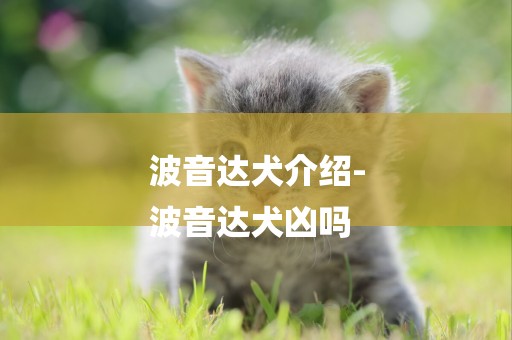 波音達犬介紹-
波音達犬兇嗎