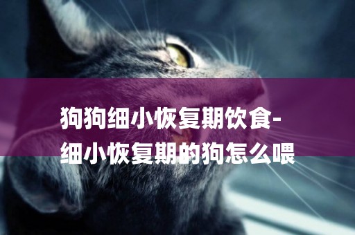 狗狗細小恢復期飲食-
細小恢復期的狗怎么喂