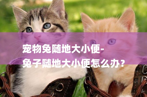 寵物兔隨地大小便-
兔子隨地大小便怎么辦？
